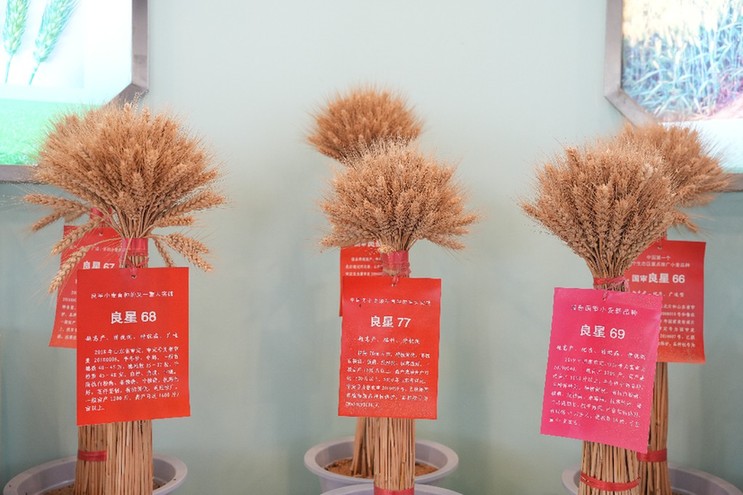 做优“粮食芯片” 小麦良种撑起粮食增产大图景
