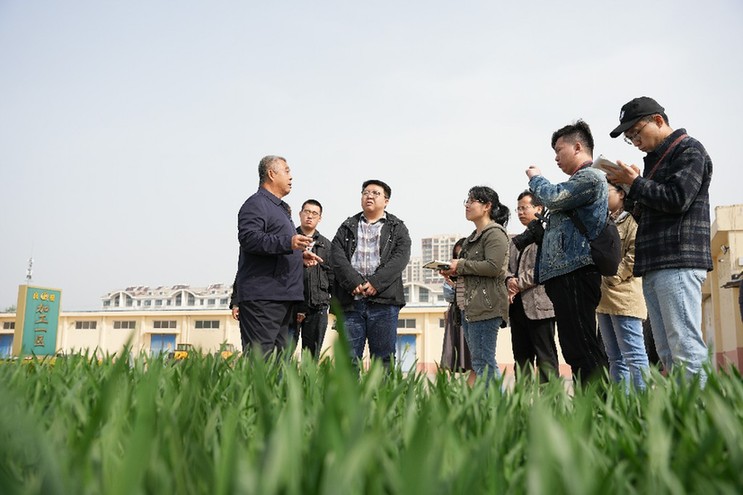 做优“粮食芯片” 小麦良种撑起粮食增产大图景